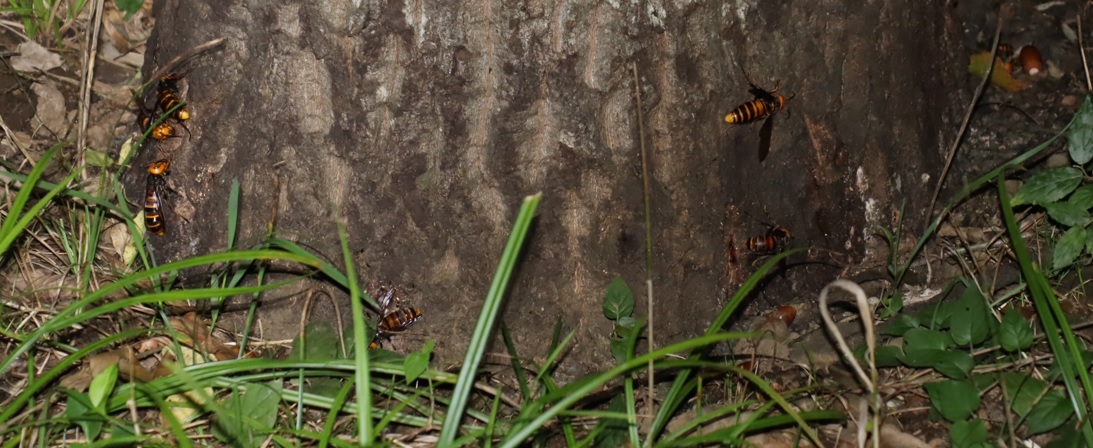 オオスズメバチの群れ_苔むしたクヌギ_2023年10月16日19時45分気温 19.8